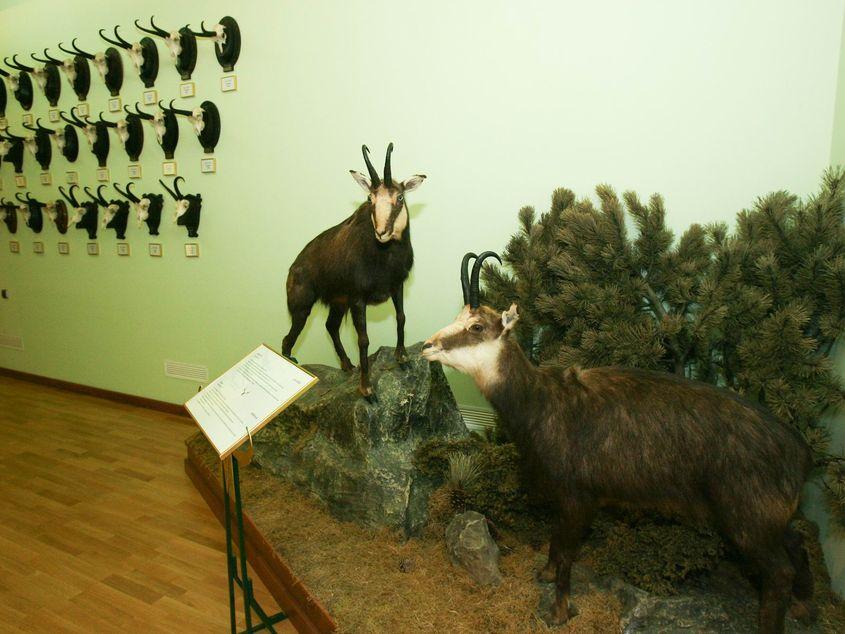 Capre-negre împăiate, expuse la Muzeul Cinegetic de la Posada (județul Prahova). Foto: Lucian Muntean