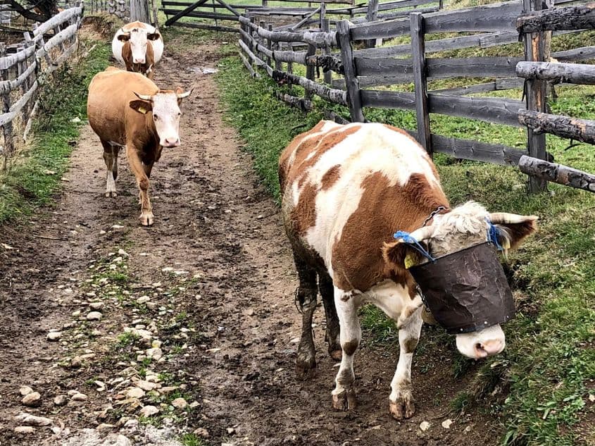 Vacă rea, împungătoare, cu o jumate de găleată de tablă trasă pe ochi, întorcându-se de la pășune.
