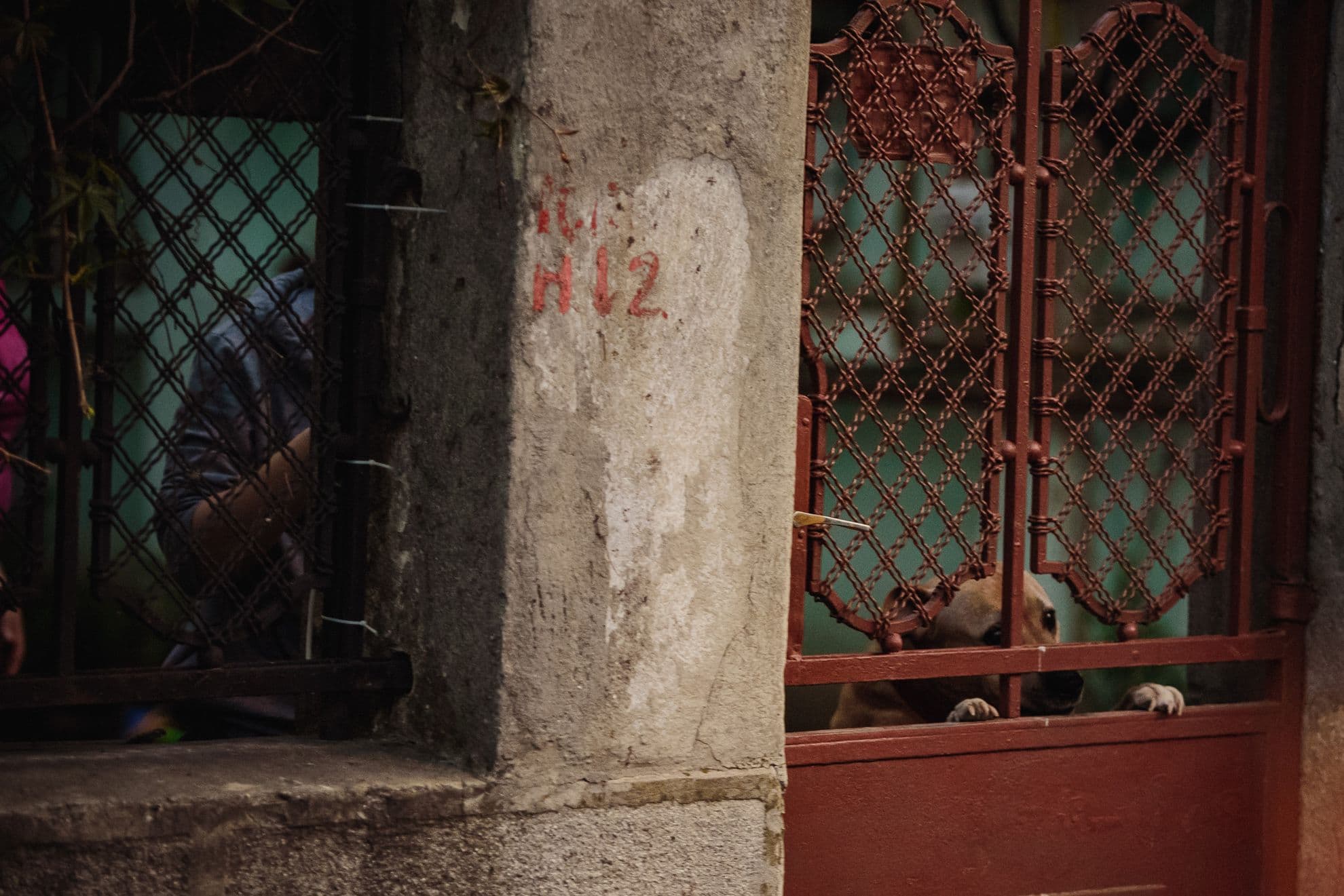 La porți, oamenii așteaptă cuminți. La fel și câinii lor.