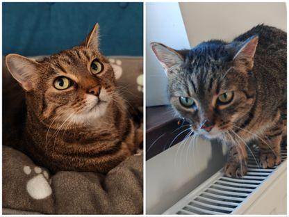 Cățelușa Fanta a rămas fără 22 de dinți, motanul Tomi n-a scăpat. O stomatoloagă fără drept de practică veterinară, acuzată că a mutilat animale de companie la Cluj