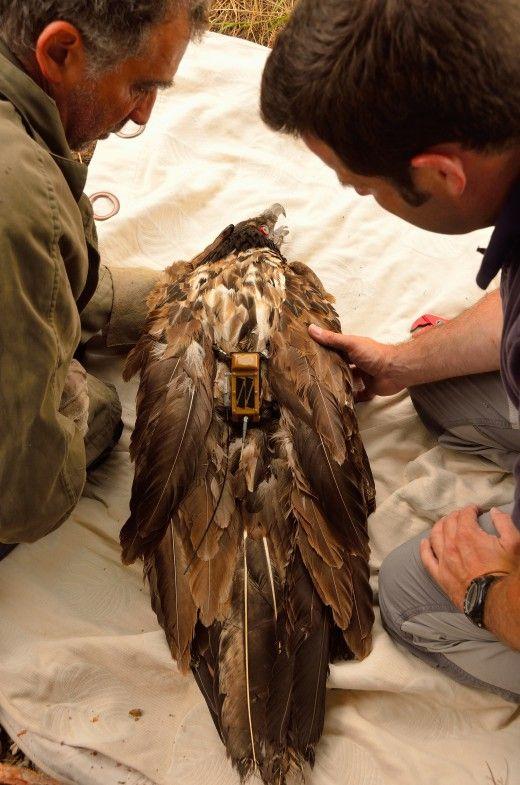 Zăganul Layrou, cu tipul de emițător GPS/GSM purtat și de Adonis. Foto: Noémie Ziletti