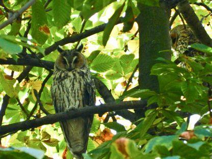 Înalta societate a bufnițelor din centrul Olteniței