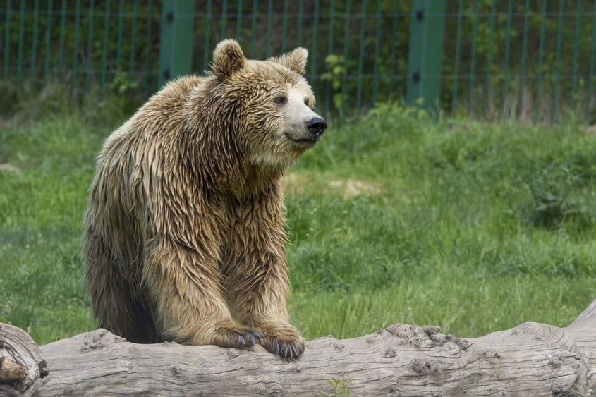 Pe un scenariu care să ne mențină la limita legalității în raport cu prevederile Directivei Habitate ar trebui lămurit de ce și dacă e nevoie să vânăm urși, adică sa avem un obiectiv clar asumat social și politic. Foto: Ovidiu Iordachi / Inquam Photos