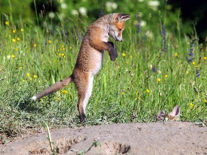 Septimiu Bizo, fotograf de wildlife: "Locuri pe care le știam de zeci de ani au fost efectiv rase"