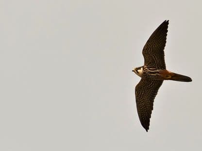 Șoimul rămas singur pe o antenă