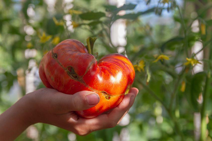 Foto © Olga Evtushkova | <a target="_blank" href="https://www.dreamstime.com/">Dreamstime.com</a>