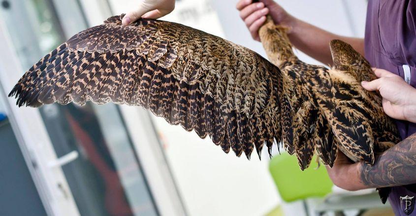 La măsurătorile biometrice, în cabinetul veterinar. Foto: Paul Țibu