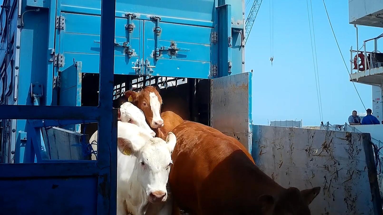 Animalele ajung epuizate în port, de unde sunt mânate, deseori cu violență, pe vapoare. Urmează un foarte lung drum, la temperaturi caniculare, până la destinația din Orientul Mijlociu