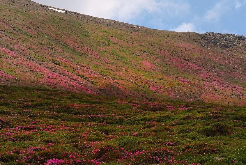 Câmp de rododendron specific Munților Rodnei. Foto: Antoniu Bumb (c)
