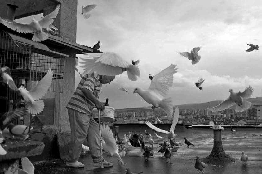 Libertate mai înseamnă și să hrănești porumbei pe bloc. (fotografii din arhiva autorului)