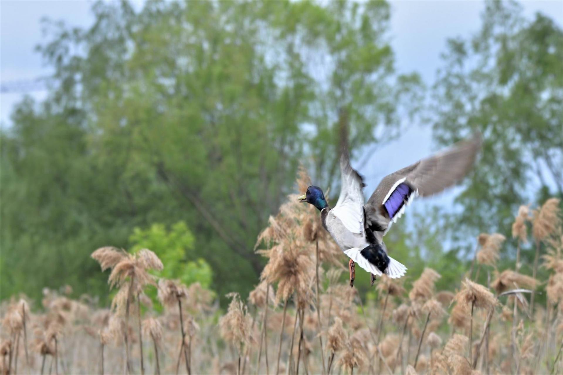 Parcul Natural Văcărești. Foto: Lucian Muntean