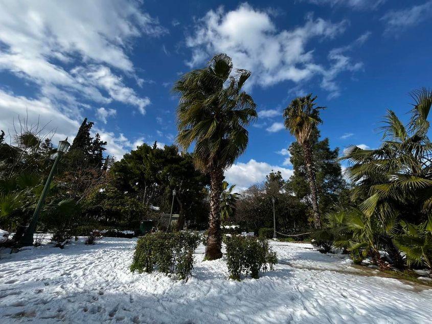 Zăpadă și palmieri. Partea frumoasă a unei ierni din Grecia. Foto: Ioana Epure