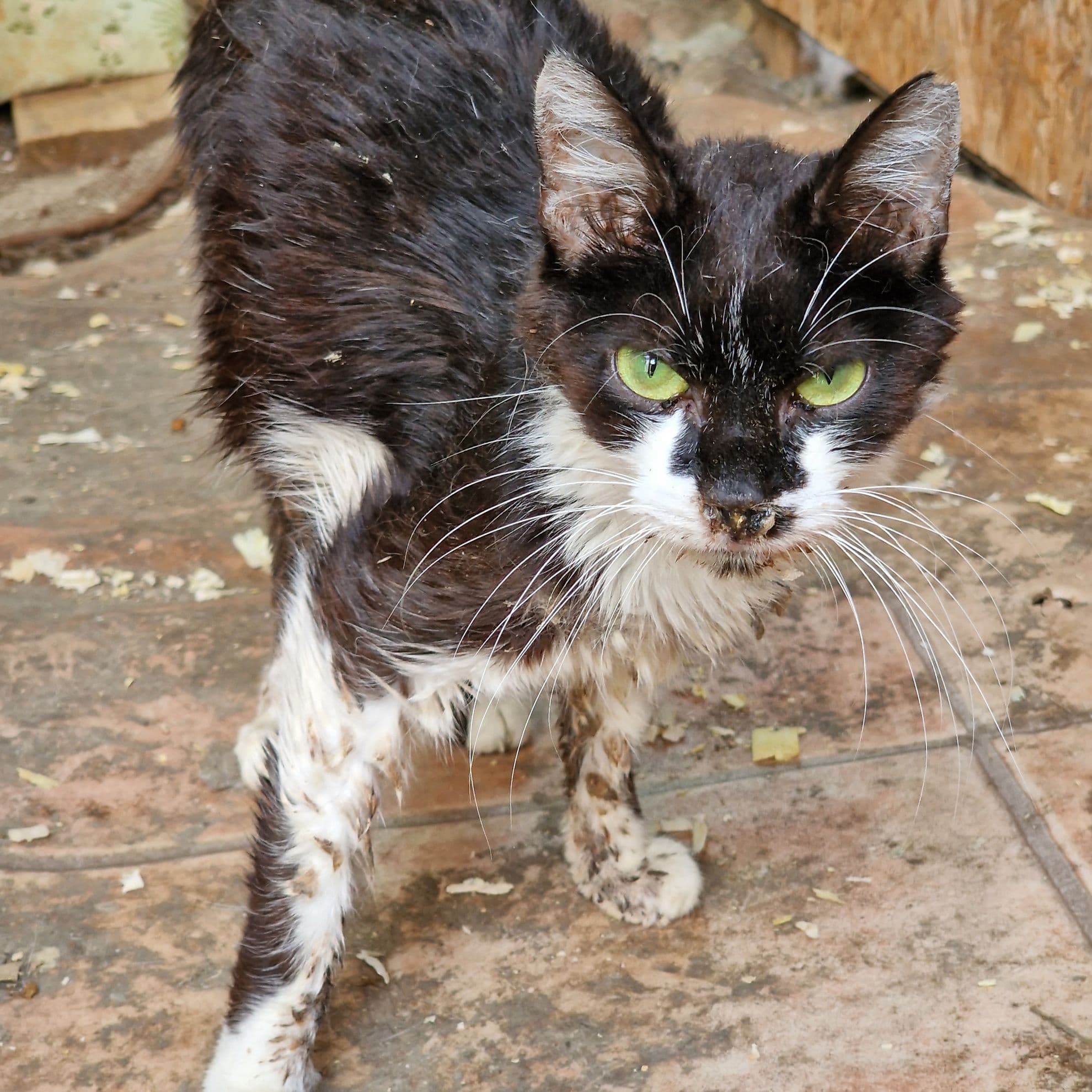 Fotografii realizate în iulie 2023 de Mihaela, în adăpostul „Căsuța Pisicească”