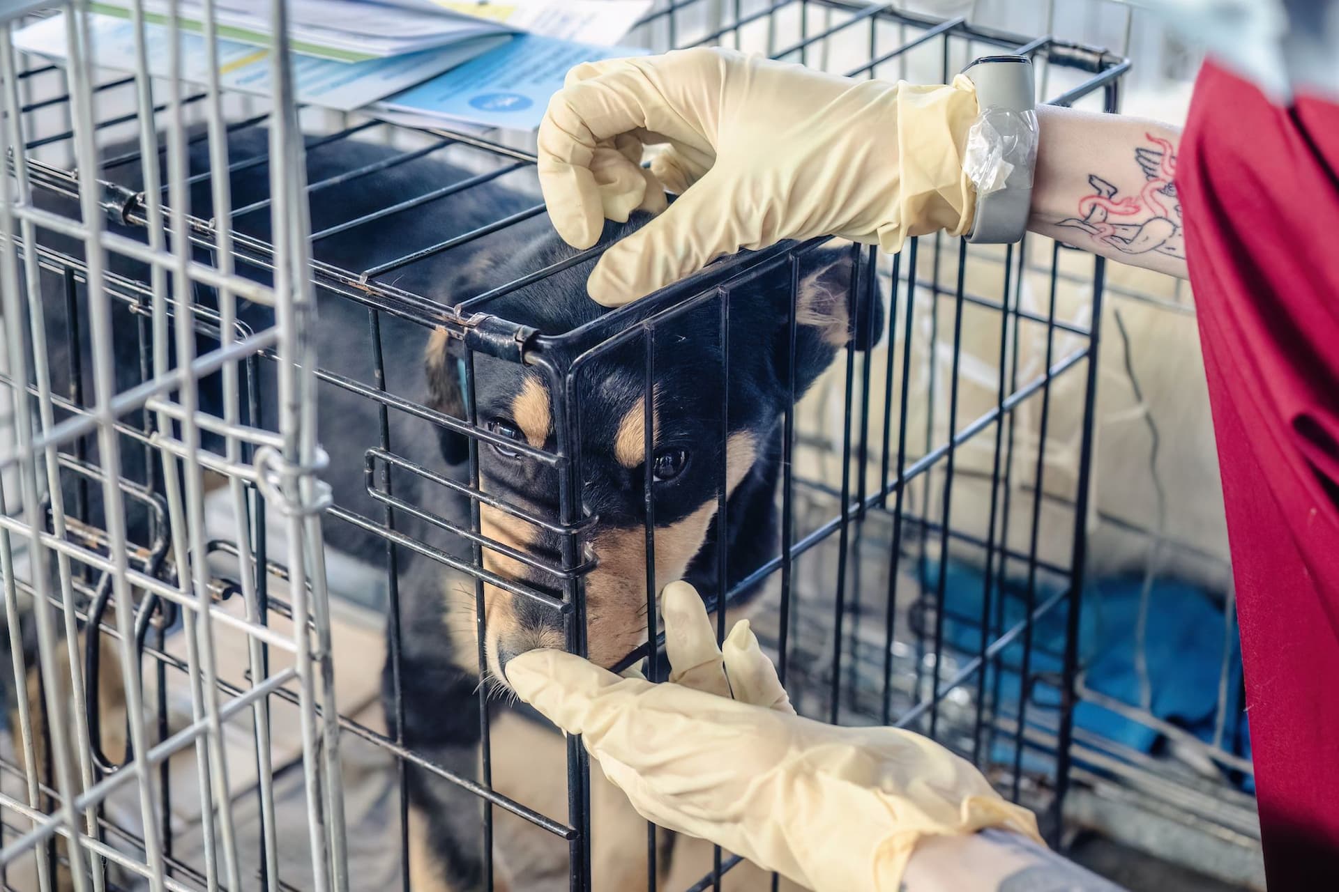 Foto: Loránd Vakarcs