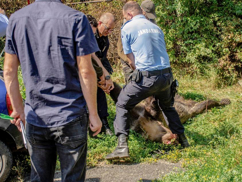 Un urs ucis de autorități în Miercurea Ciuc în 2018. FOTO: Inquam Photos/ Noémi Gecse