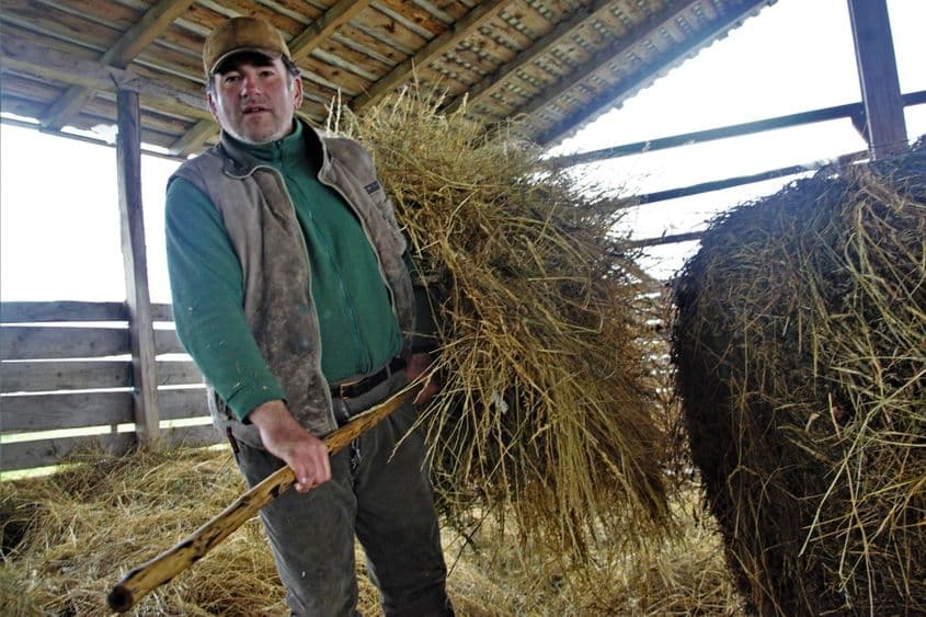 Ciobanul își hrănește oile. Poate pentru ultima oară