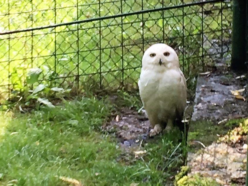 Mascul de bufniță polară, la Zoo Sibiu, pe 25 iulie 2017. Foto: Liviu Todescu