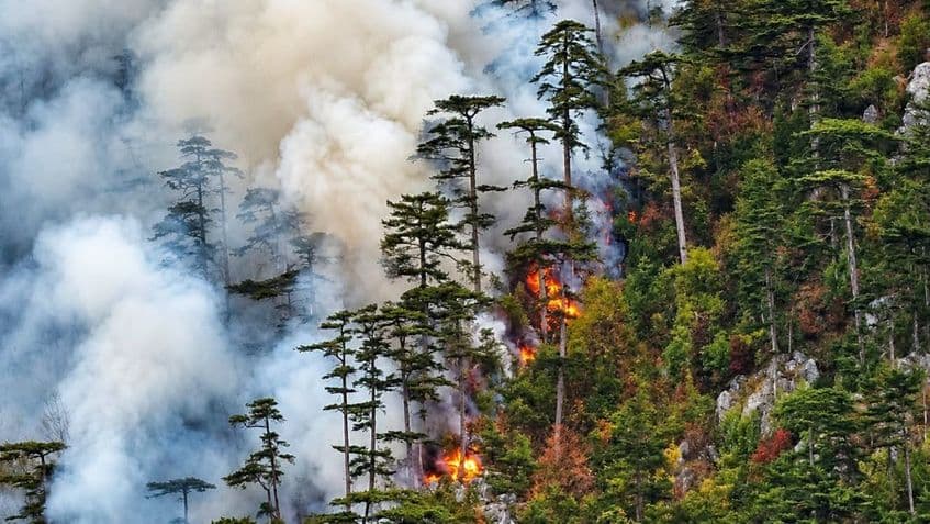 Incendiu de pădure în Domogled, lângă Herculane. Foto: Agent Green / Romaniacurata