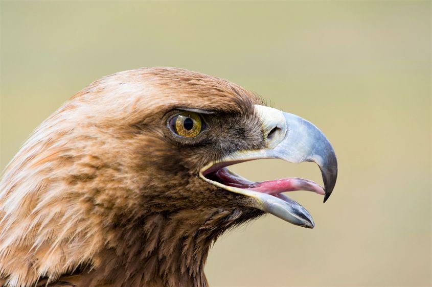 Acvilă de munte la ora de canto. Foto: Dreamstime / Alexander Podshivalov