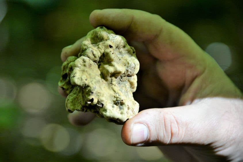 Trufa albă românească e cumpărată de italieni cu mii de euro și revândută de două ori mai scump. Foto: Lucian Muntean