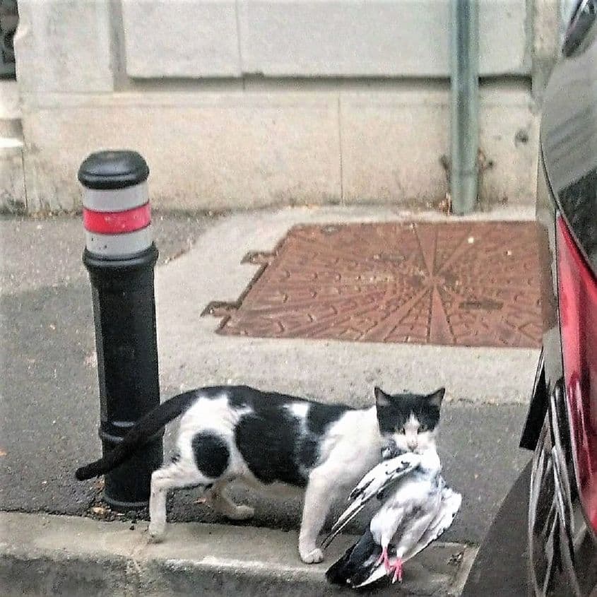 Pisica de pe strada Tudor Arghezi. Foto: Cristian Cojanu