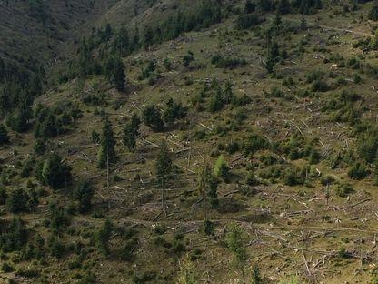 În perioada 1990-2012 au fost defrişate ilegal 366.000 de hectare de pădure. Foto: Voicu Bojan