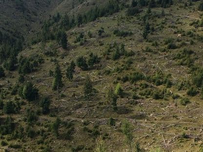 Pădurile României. Cine le taie, cine le apără, cine şi cât să fie pedepsit