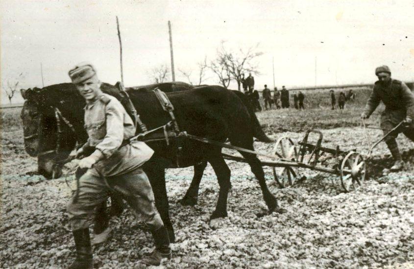Soldați sovietici rechiziționează forțat atelaje agricole. Foto: Fototeca IICCMER