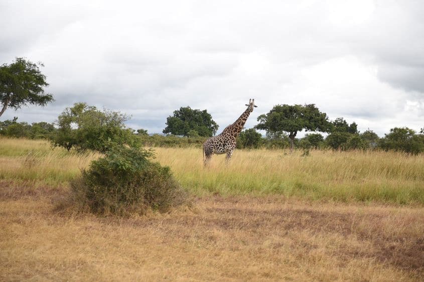 Girafă în Parcul Național Mikumi. Foto: Ioana Epure