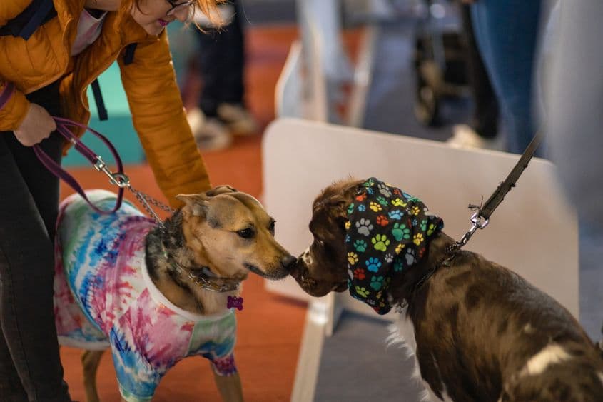 Foto: Facebook PetExpo Romania