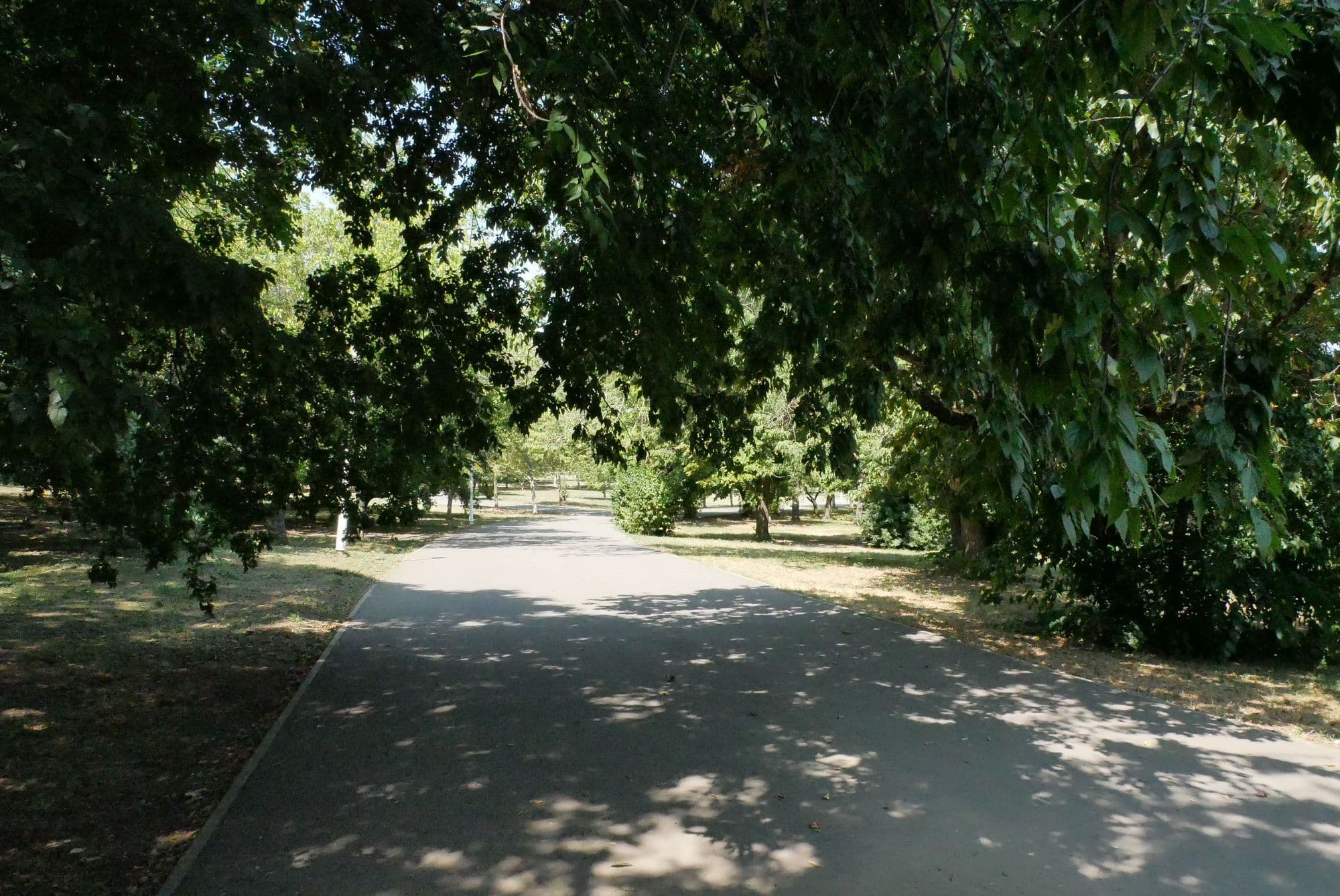 Un exemplu de umbră în Parcul Tineretului, unde coroanele arborilor maturi protejează aleile de soare, iar diferența de temperatură se simte imediat. Foto: Norbert Nemeș