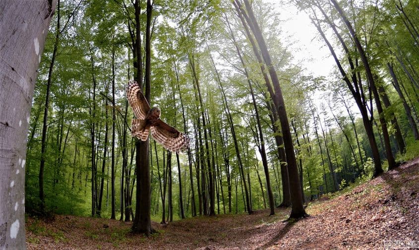 Crăiasa pădurii. Foto: Teodor Octavian Păunescu