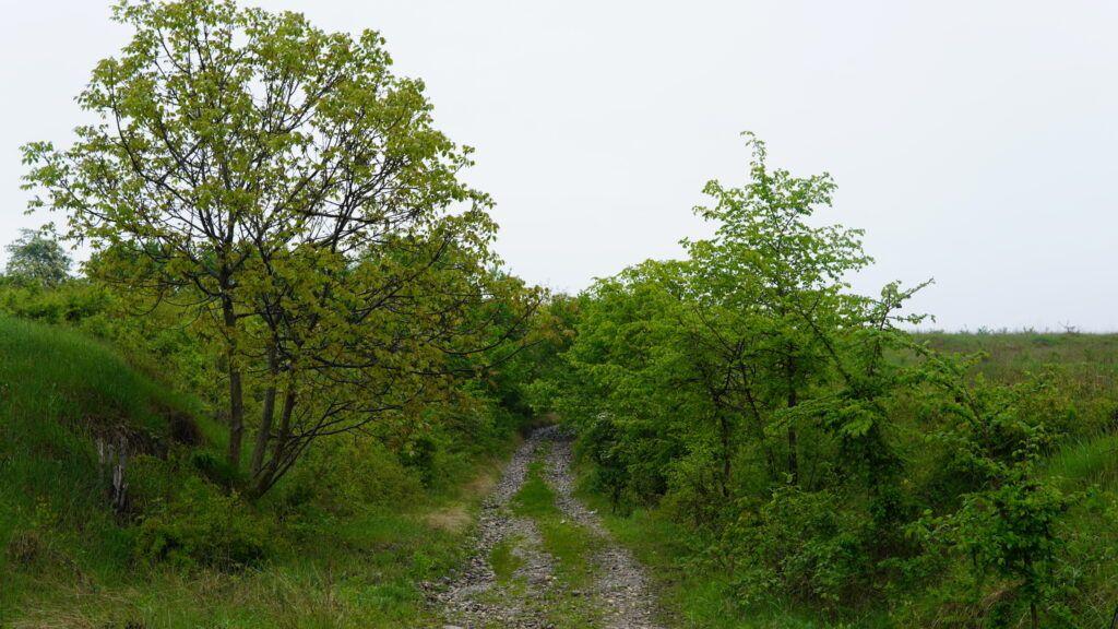 <em>Drumul care duce spre locul unde s-a produs incendiul din Răzvad din primăvară este greu accesibil. Am fost avertizați că putem înainta doar cu mașină de teren</em>. Foto: Laura Popa