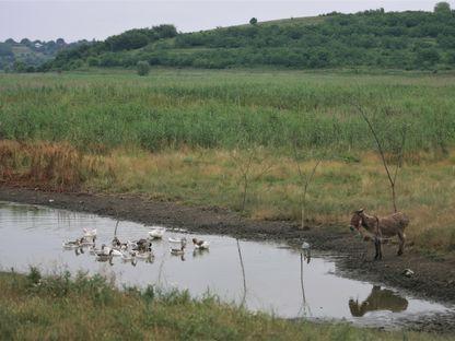 Out of hundreds of EU-funded biodiversity projects, authorities have managed to complete only 22 in six years