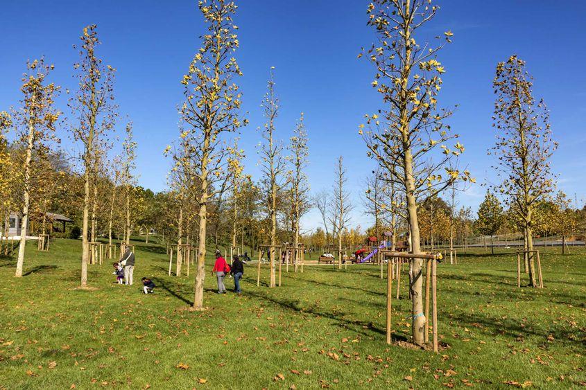 Pădure urbană, Timișoara Foto: Yilmaz Savas Kandag / Dreamstime.com