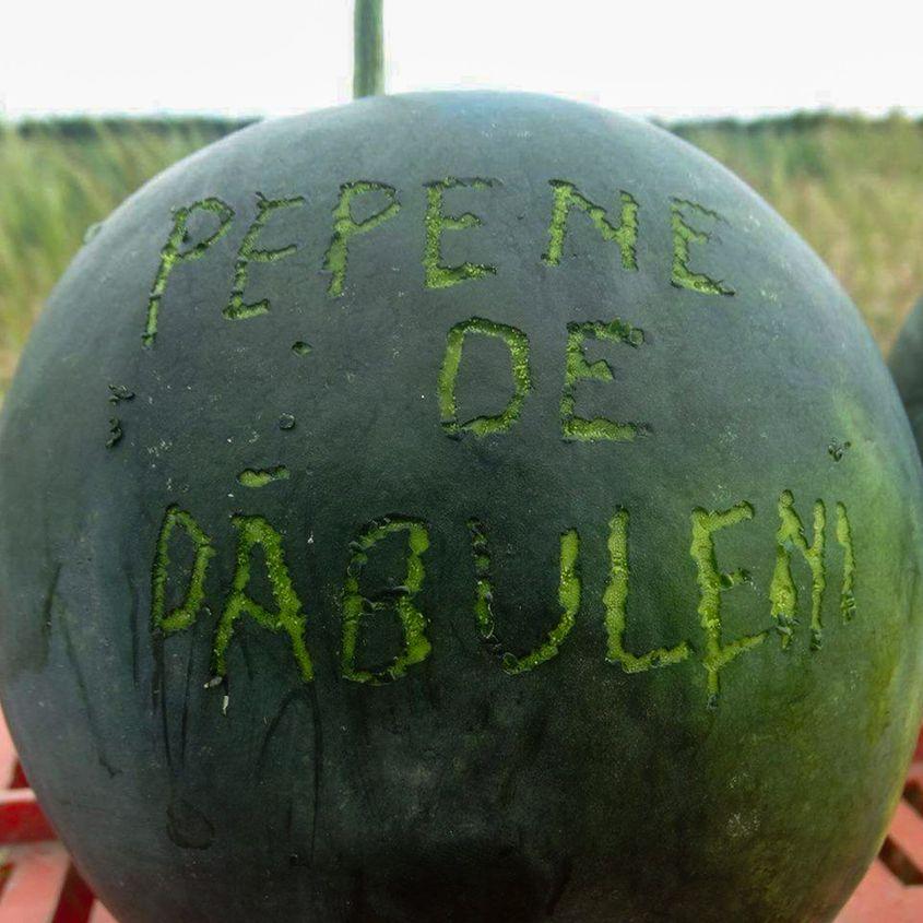 Pepenele de Dăbuleni, vedetă națională dintr-un orășel de provincie.