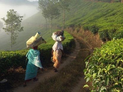 Munnar, India: caramele, comuniști, sfinți hinduși și vitezomani (jurnal de front)