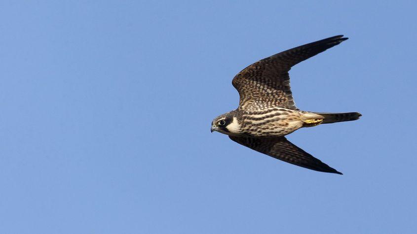 Foto: Dreamstime/Mikelane45