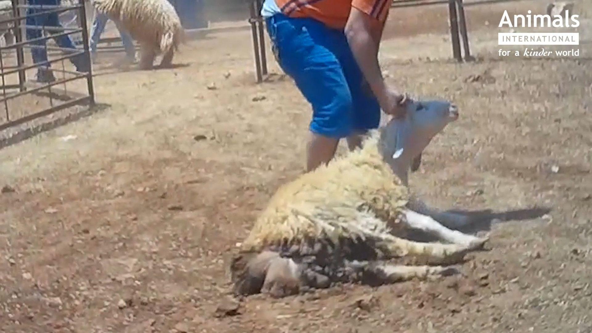Autoritățile europene încă închid ochii la transportul de animale vii către destinații din Orientul Mijlociu care nu aplică normele de evitare a suferinței animalelor. România devine o poartă principală de transport în aceste condiții în care animalele sunt chinuite săptămâni la rând până când sunt sacrificate