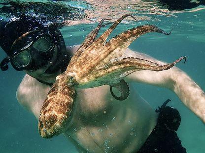 My Octopus Teacher: Direct la țintă