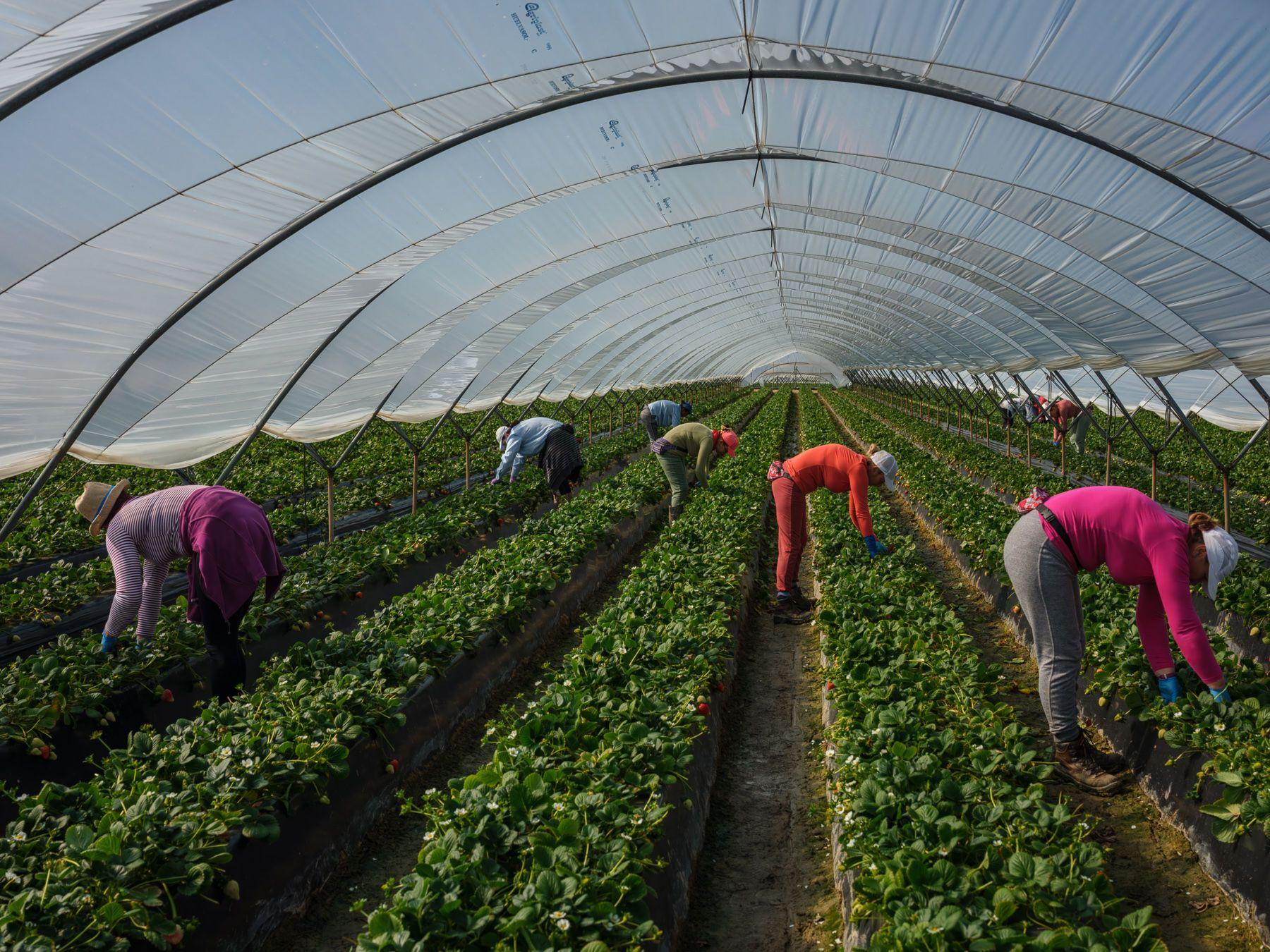 Culesul în câmpul de căpșuni, Palos de la Frontera, Spania. Foto: Cosmin Bumbuț