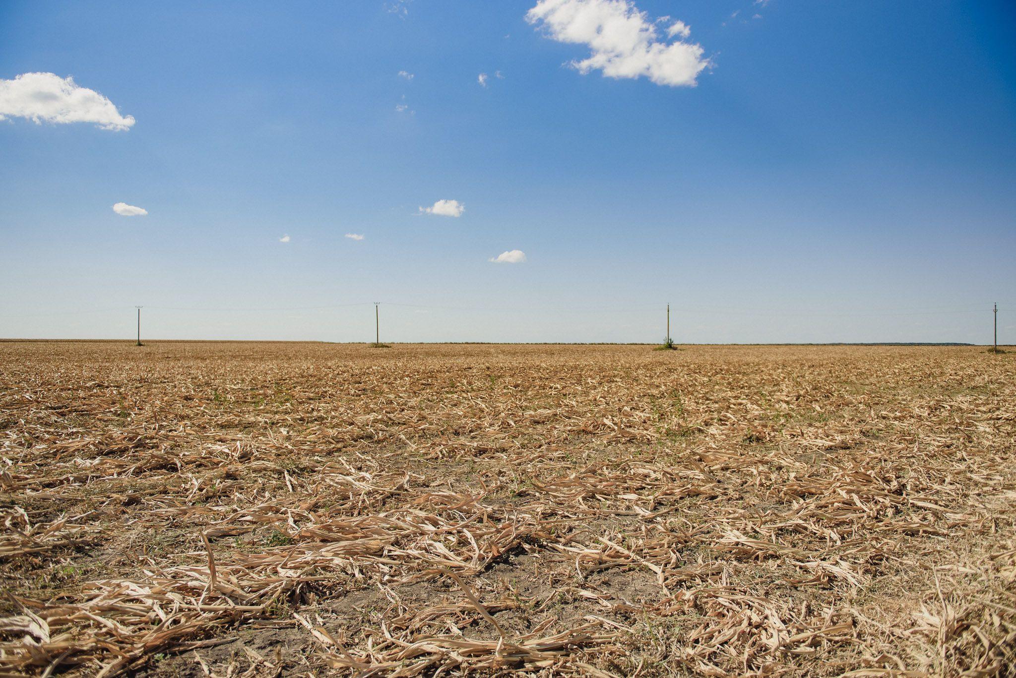Cultura de porumb a trebuit să fie "întoarsă", cum spun agricultorii. Adică distrusă, pentru a se încerca obținerea unei recolte diferite în locul ei