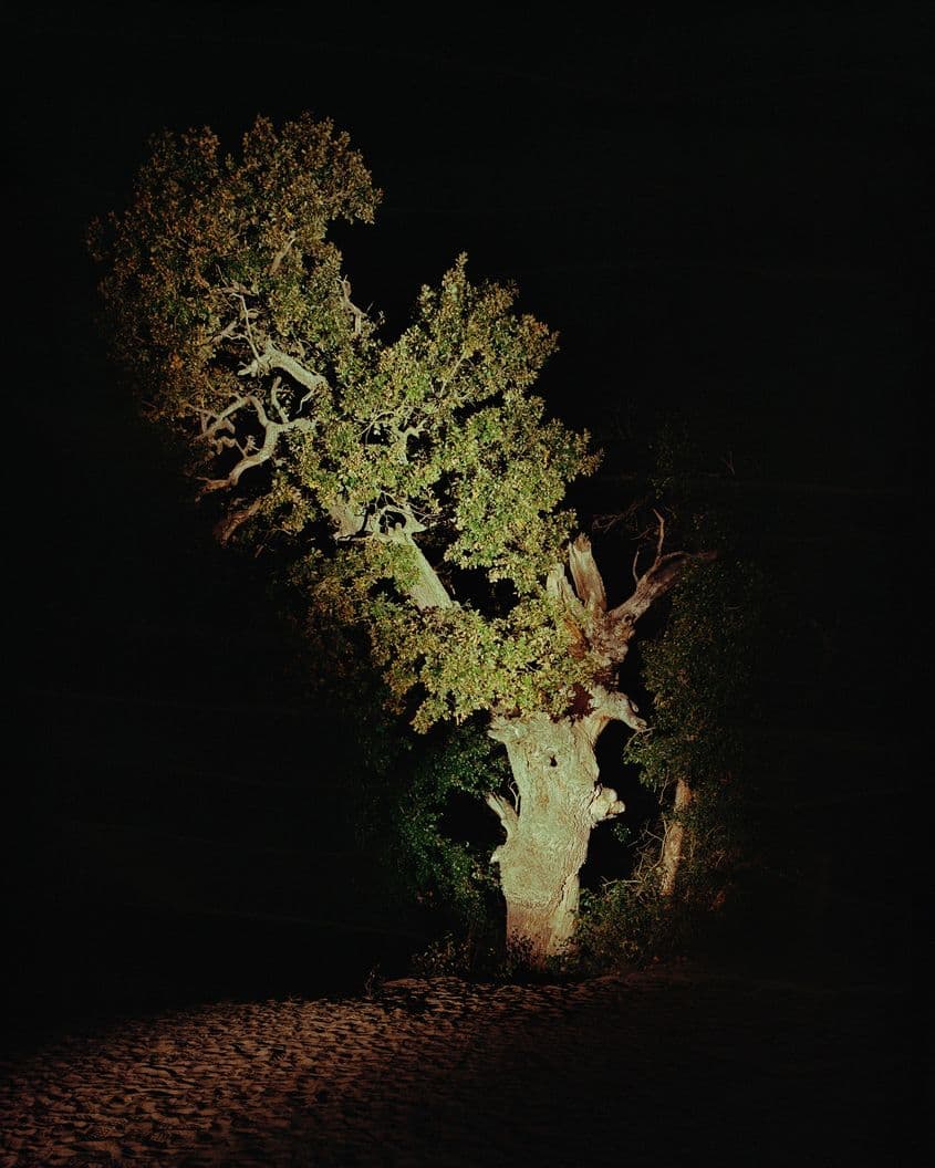 Stejarul lui Ivancenco din Delta Dunării. Ivancenco și Omer au trăit, se pare, acum câteva zeci de ani. Ambii au avut grădini care le poartă numele, iar Omer a avut și o fântână. Omer trăia izolat de oameni și își ducea singur sacii de făină de la Sulina până în pădurea Letea.