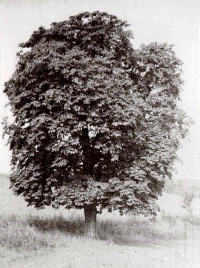 Castanul Unirii, în 1975. Foto: Arhiva personală Mircea Ciubotaru