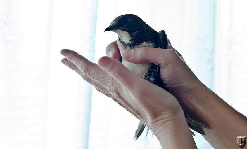 Emeril. Foto: Paul Țibu