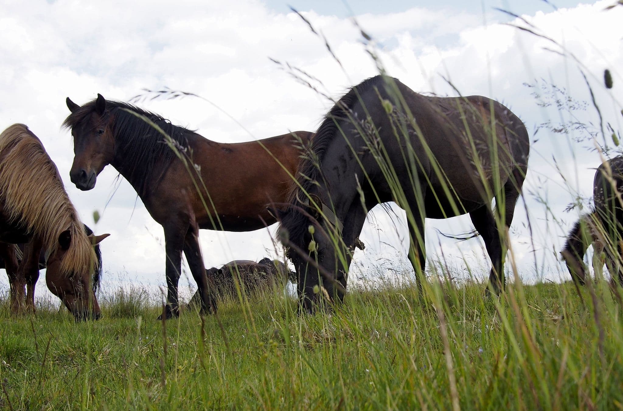 Ăștia-s huțulii cai, nu oameni.