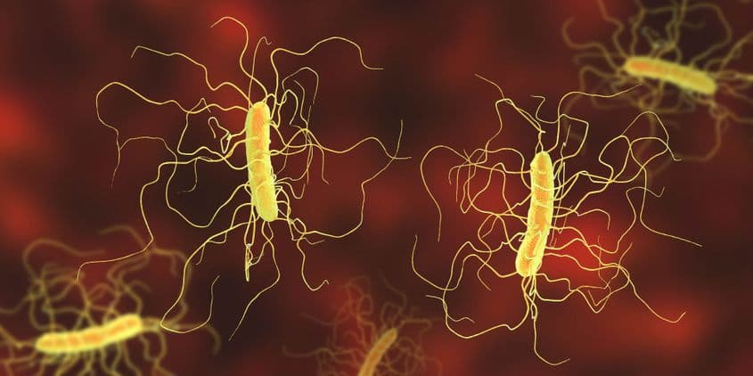 Bacterii din specia Clostridium difficile. Foto: Kateryna Kon / Dreamstime.com