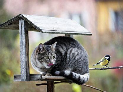 Când pisica nu-i acasă