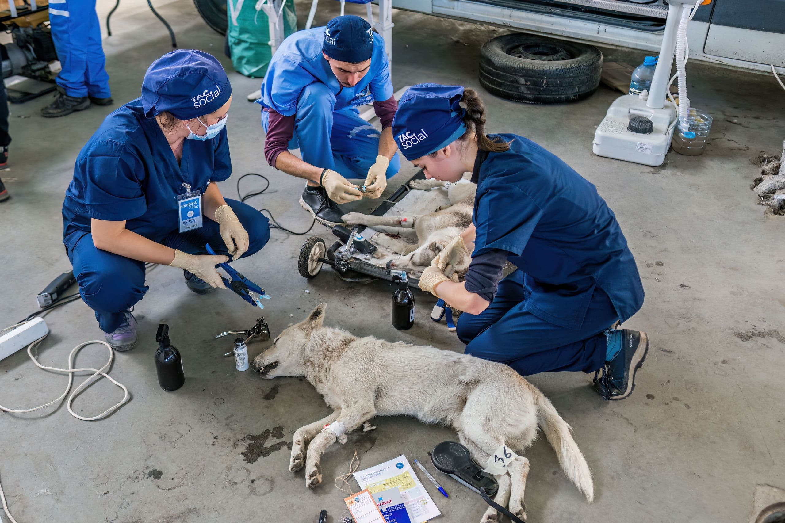 Câini ansteziați și pregătiți pentru operație. Foto: Loránd Vakarcs