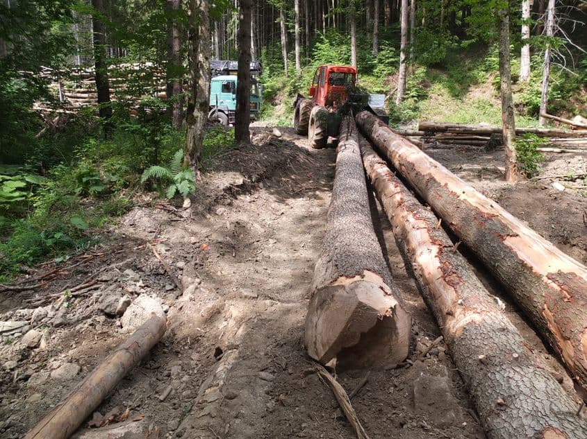 Potrivit Greenpeace, în România se taie ilegal circa un milion de metri cubi pe an. Foto: Vlad Stoicescu